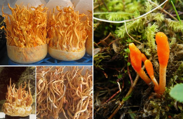 Đông Trùng Hạ Thảo với những lợi ích bất ngờ đối với sức khỏe nam giới