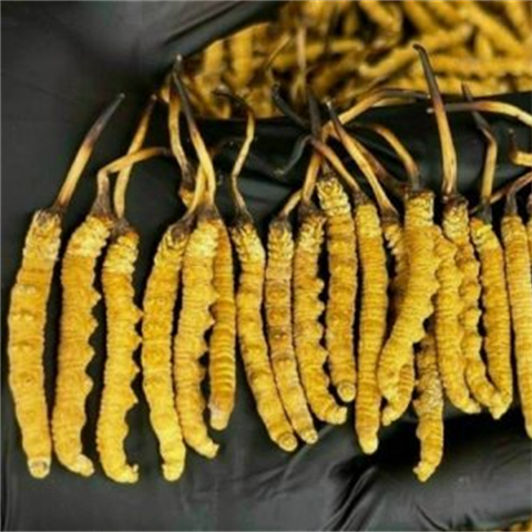 Đông trùng hạ thảo chất lượng 100% nguồn gốc thiên nhiên