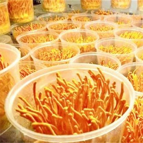 Đông trùng hạ thảo tươi ngon bổ dưỡng giá cả phải chăng