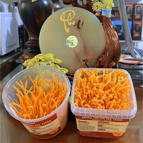 Đông trùng hạ thảo tươi Hộp tròn – Hộp 100g (cả đế)