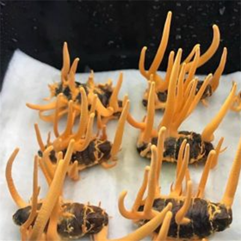 Đông trùng hạ thảo Himana tinh hoa của đất báu vật của trời